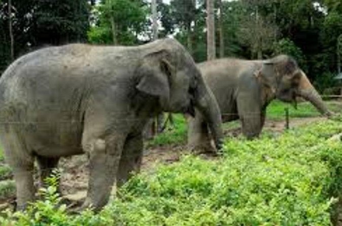 Full Day Elephant Sanctuary Tour with lunch Local food - The drive from Kuala Lumpur to Kuala Gandah