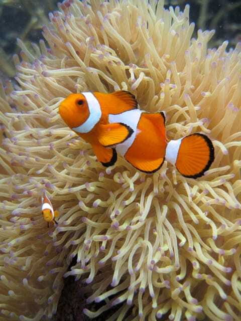 Full-Day Guided Snorkeling Tour from Kota Kinabalu - What makes this tour worth considering