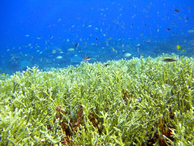 Full-Day Guided Snorkeling Tour from Kota Kinabalu - An island lunch with room to recharge