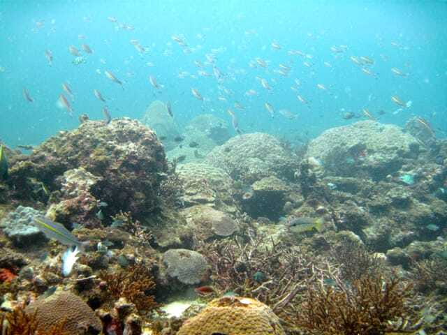 Full-Day Guided Snorkeling Tour from Kota Kinabalu - Small details that will improve your day