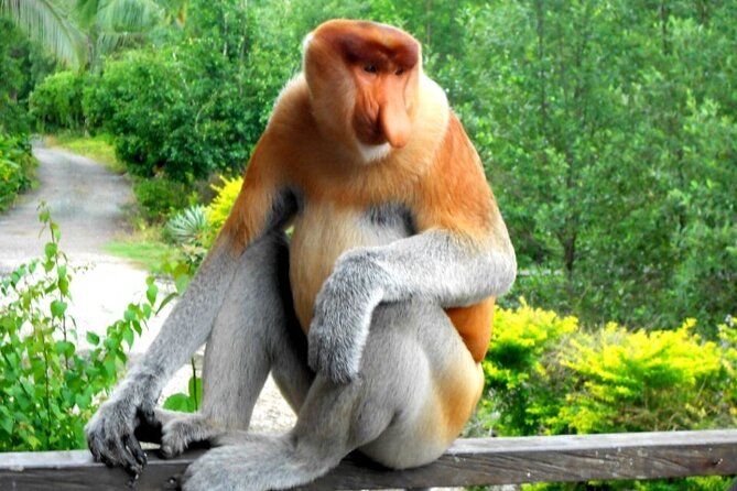 Full Day Orang Utan Sepilok, Proboscis Monkey, Sunbear, RDC - Sepilok at feeding time