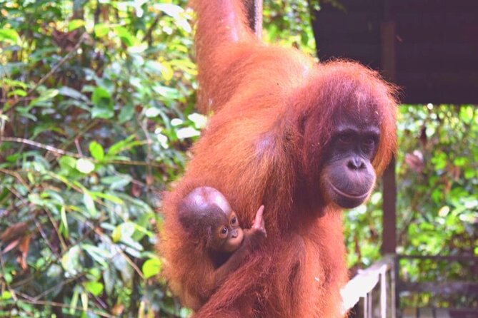 Full Day Orang Utan Sepilok, Proboscis Monkey, Sunbear, RDC - Lunch at Borneo Sepilok Rainforest Resort