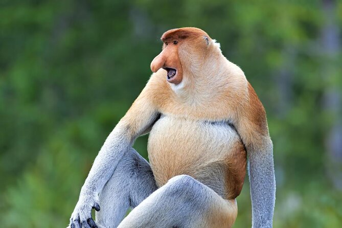 Full-Day Sepilok Orangutan and Proboscis Monkey from Sandakan or Kota Kinabalu - Key points before you book