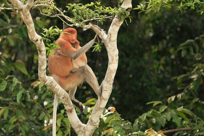 Full-Day Sepilok Orangutan and Proboscis Monkey from Sandakan or Kota Kinabalu - Orangutan feeding in lowland rainforest