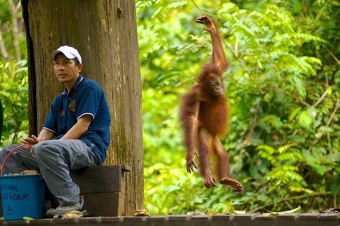 Full-Day Sepilok Orangutan and Proboscis Monkey from Sandakan or Kota Kinabalu - What the transport and group size mean