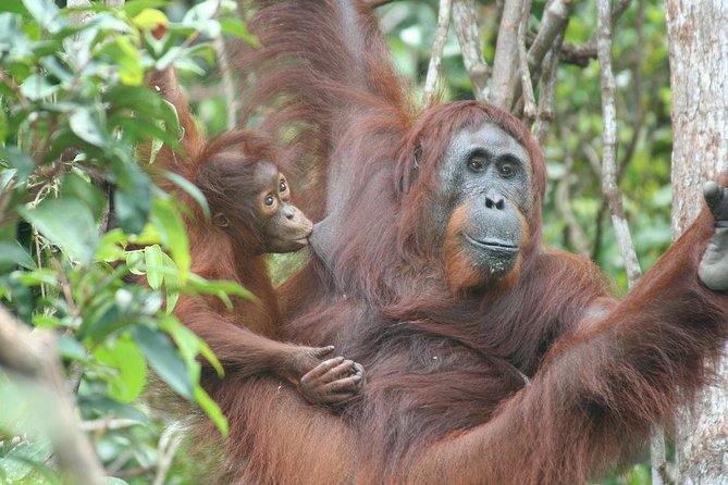 Full-Day Sepilok Orangutan and Proboscis Monkey from Sandakan or Kota Kinabalu - Labuk Bay at 11:30am