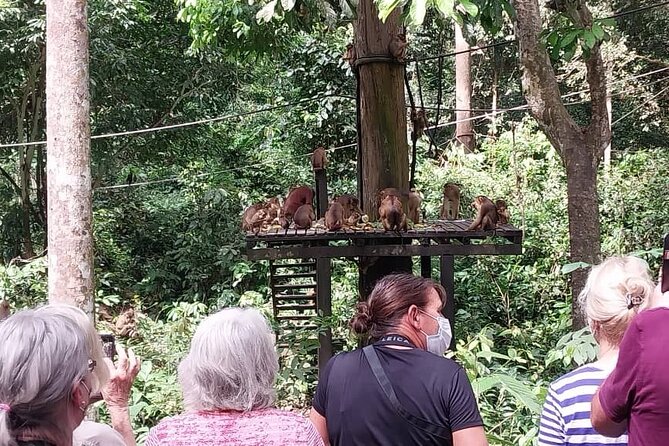 Full-Day Sepilok Orangutan and Sandakan City Trail from Kota Kinabalu - Four hours at Sepilok Orangutan Rehabilitation Centre