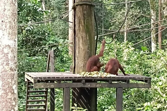Full-Day Sepilok Orangutan and Sandakan City Trail from Kota Kinabalu - Malay lunch before the city tour