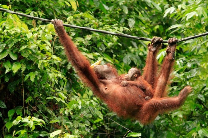 Full-Day Sepilok Orangutan and Sandakan City Trail from Kota Kinabalu - Transport, timing, and group size