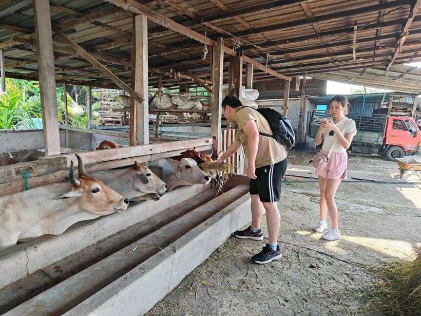 George Town: Balik Pulau Countryside Morning Cycling Tour - Is $47 a fair price?