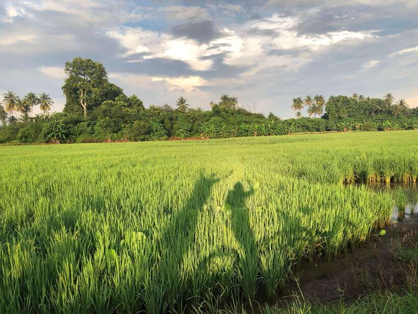 George Town: Balik Pulau Countryside Morning Cycling Tour - Why Balik Pulau makes a better morning than another city stop