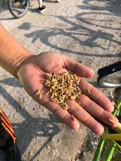Balik Pulau Countryside Morning Cycling Tour