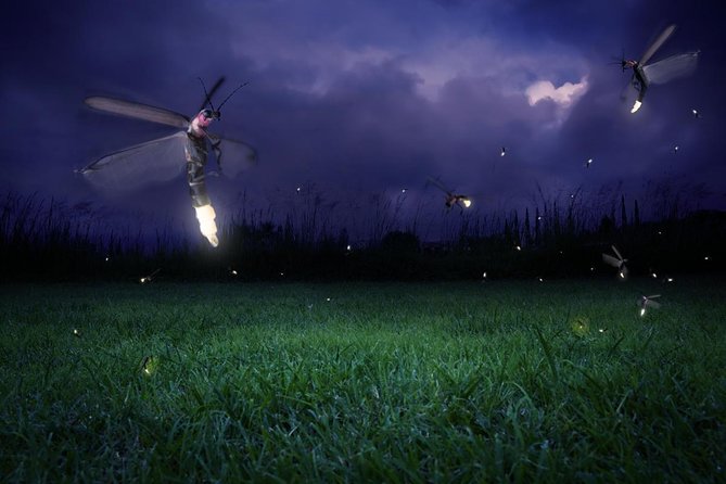 Glowing Kuala Selangor Firefly Tour - Key points to know before booking
