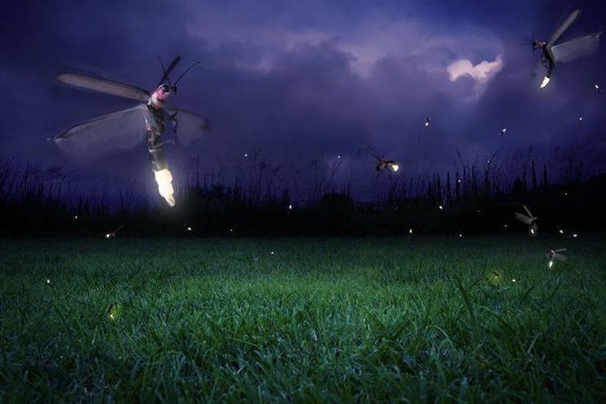 Glowing Kuala Selangor Firefly Tour - Leaving Kuala Lumpur at 4:00 pm