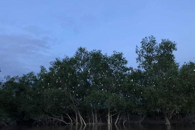 Glowing Kuala Selangor Firefly Tour - How the Blue Tears add-on compares