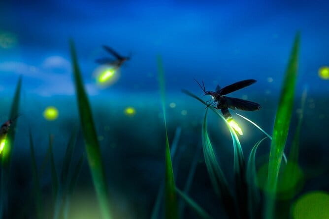 Group Tour: Kuala Selangor Firefly Blinking's including Dinner - The Lighthouse Stop in a Short Evening Schedule
