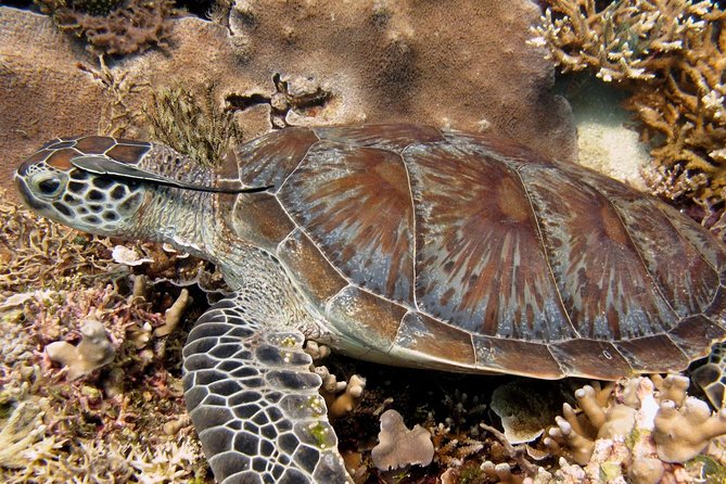 Guided Snorkeling Day Trip, Kota Kinabalu, Sabah, Malaysia - A guided start for first-time snorkelers