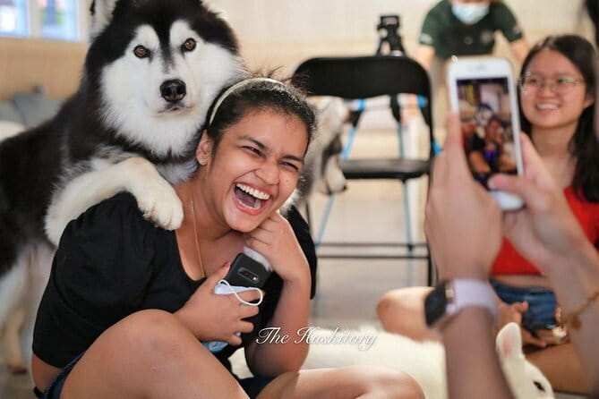 Huskitory Connecting People and Dogs - One hour inside The Huskitory