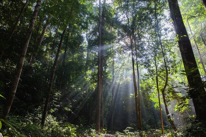 Jungle Odyssey: Unleash Your Adventure in Taman Negara! - Why Taman Negara makes a worthwhile day trip