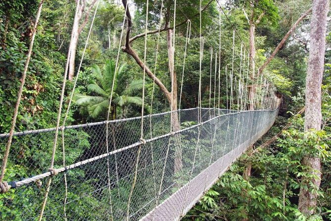Jungle Odyssey: Unleash Your Adventure in Taman Negara! - The canopy walkway problem