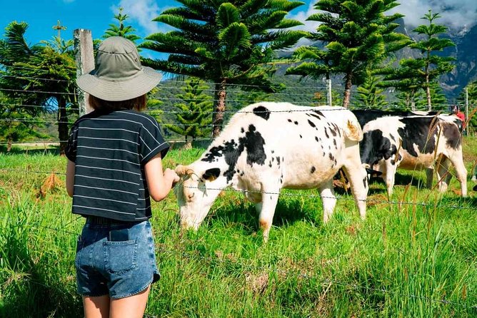 Kinabalu Park With Rumah Terbalik & Desa Cow Farm - Desa Dairy Farm: the most hands-on stop