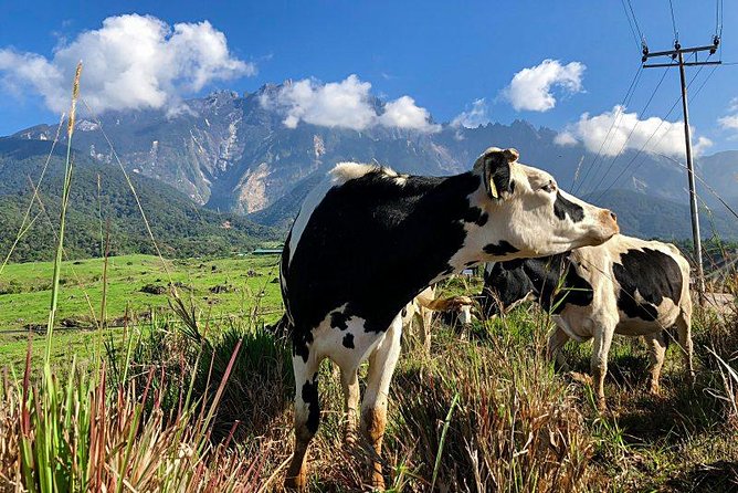 Kinabalu Park With Rumah Terbalik & Desa Cow Farm - What the $129.55 price really covers