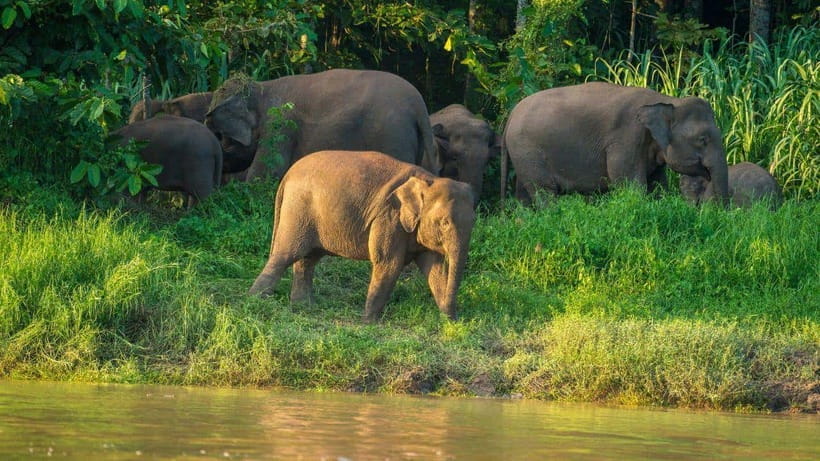 Kinabatangan River Trip from Sandakan with Lunch Included - Why the Kinabatangan River matters