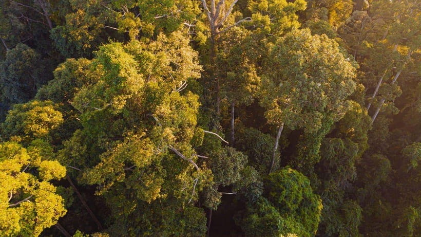 Kinabatangan River Trip from Sandakan with Lunch Included - Afternoon tea and the wildlife briefing