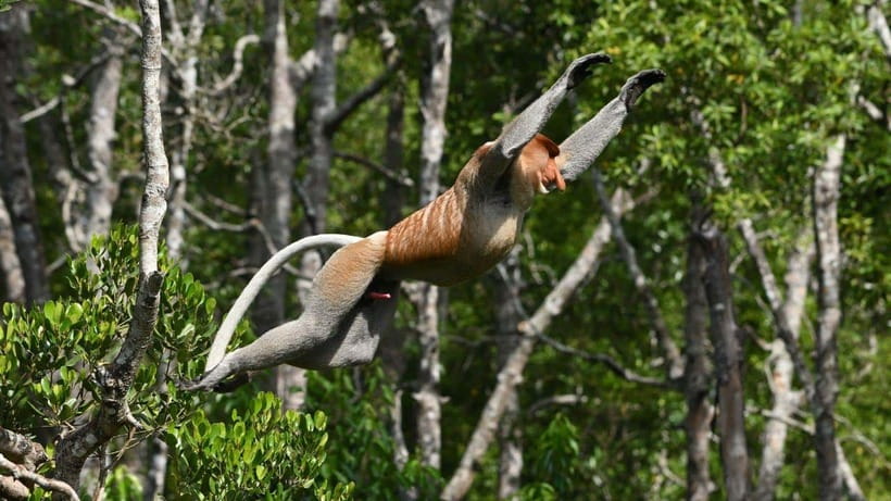 Kinabatangan River Trip from Sandakan with Lunch Included - What to bring and what to confirm