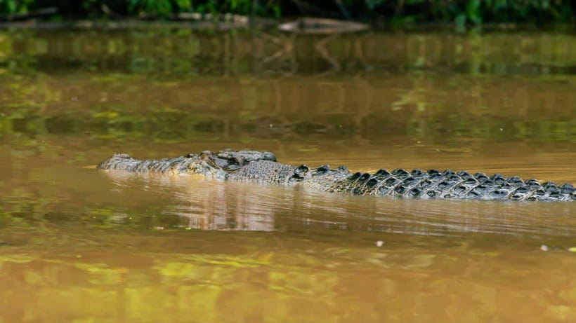 Kinabatangan River Trip from Sandakan with Lunch Included - Starting in Sandakan and reaching Sepilok