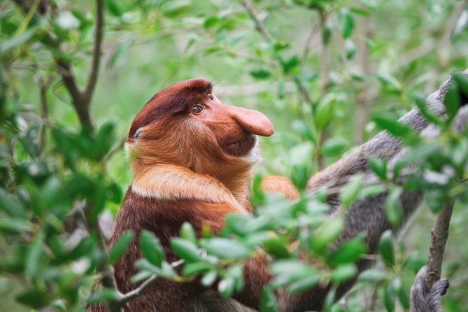 Klias Wildlife Safari River Cruise - Proboscis Monkey & Fireflies - Afternoon tea at the river lodge