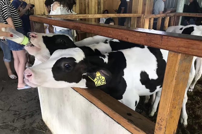 Kota Kinabalu ATV Riding and Dairy Farm at Mountain Kinabalu - What this Mount Kinabalu day trip is really like