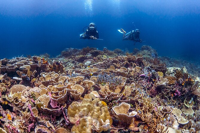 Kota Kinabalu Leisure Scuba Diving Trip (3 Dives) - Why Tunku Abdul Rahman Marine Park works well for a day trip