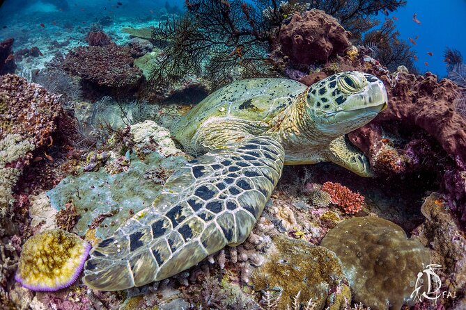 Kota Kinabalu Leisure Scuba Diving Trip (3 Dives) - Weather can change the plan