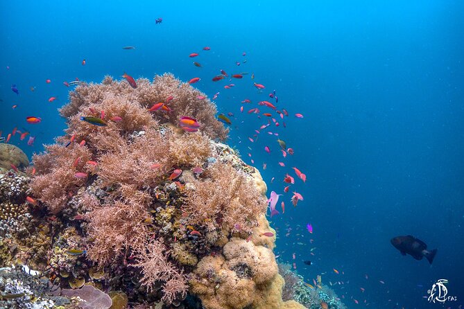 Kota Kinabalu Leisure Scuba Diving Trip (3 Dives) - Who will get the most from this experience?