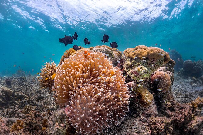 Kota Kinabalu Leisure Scuba Diving Trip (3 Dives) - Meeting at Jesselton Point at 8:45 AM