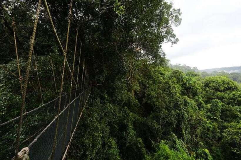 Kota Kinabalu: Private Kundasang and Poring Hot Spring Tour - Silau-Silau trails and the best walking time