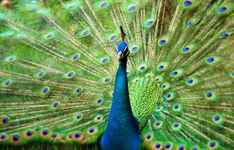 Kuala Lumpur: Bird Park, Butterfly & Garden Private Tour - Why this compact Kuala Lumpur tour works