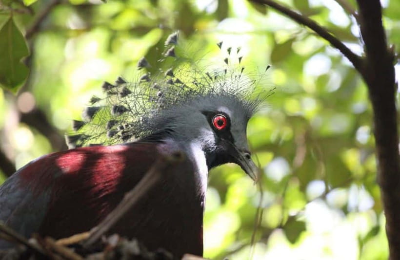 Kuala Lumpur: Bird Park, Butterfly & Garden Private Tour - Orchids, hibiscus, and Malaysia’s national flower