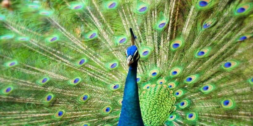 Kuala Lumpur: Bird Park, Butterfly & Garden Private Tour - Who should book this four-hour outing?