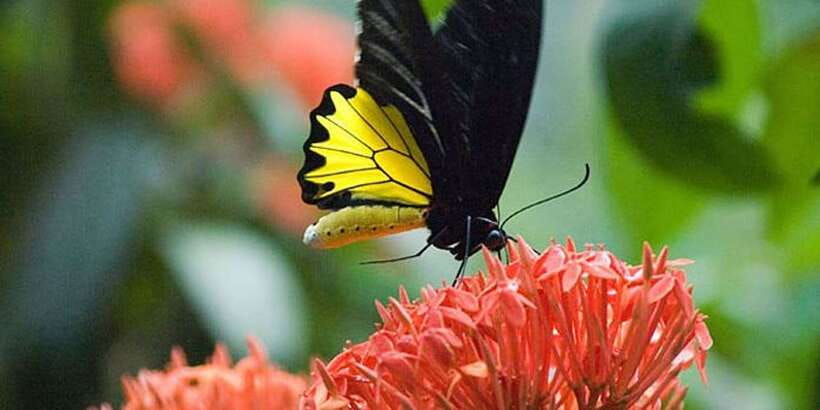 Kuala Lumpur: Bird Park, Butterfly & Garden Private Tour - Booking details worth checking first