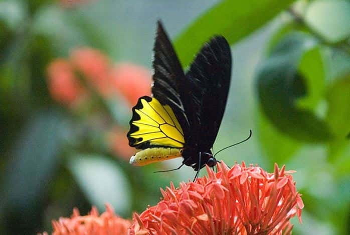 Kuala Lumpur: Bird Park, Butterfly & Garden Private Tour - Starting from Kuala Lumpur’s central districts