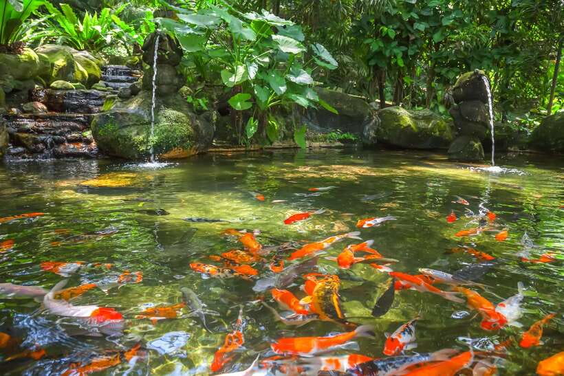 Kuala Lumpur: Bird Park Day Ticket & 1-Way Transfer - Key points to know before booking