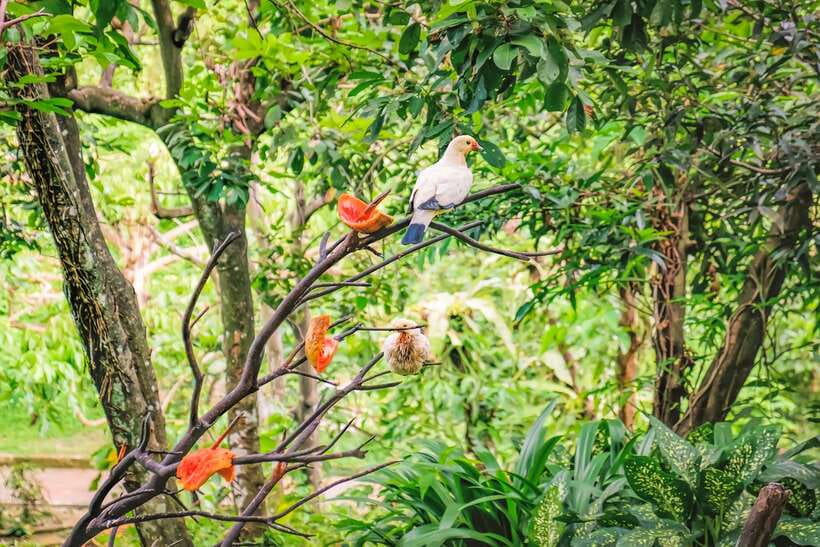 Kuala Lumpur: Bird Park Day Ticket & 1-Way Transfer - Walking into Kuala Lumpur’s free-flight bird park