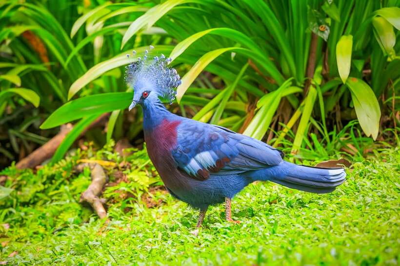 Kuala Lumpur: Bird Park Day Ticket & 1-Way Transfer - Zone 4 and the caged exhibits