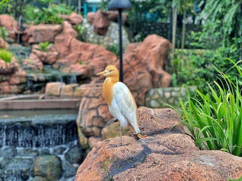 Kuala Lumpur: Bird Park Day Ticket & 1-Way Transfer - Feedings and shows worth planning around