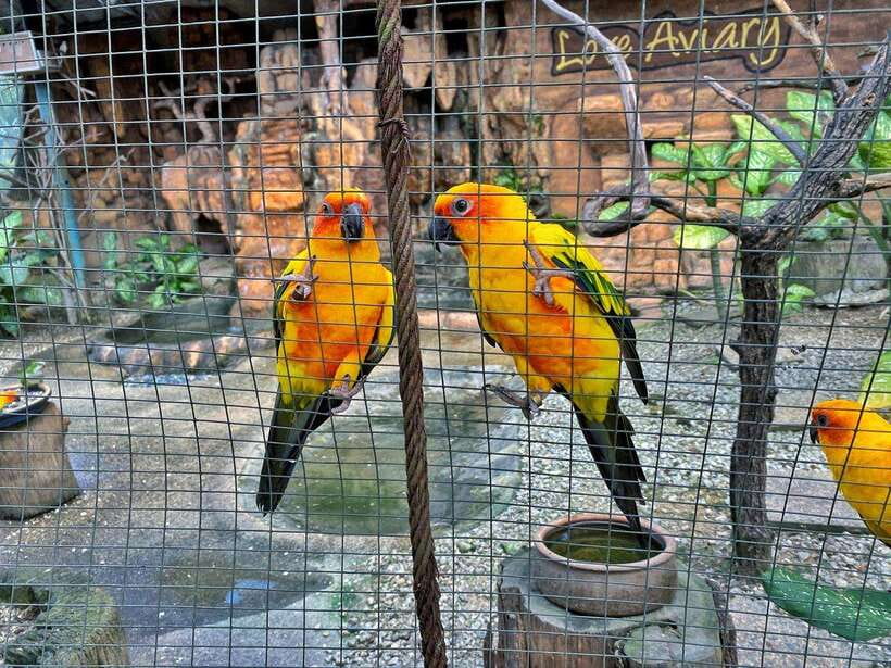 Kuala Lumpur: Bird Park Day Ticket & 1-Way Transfer - Why the one-way transfer adds real value