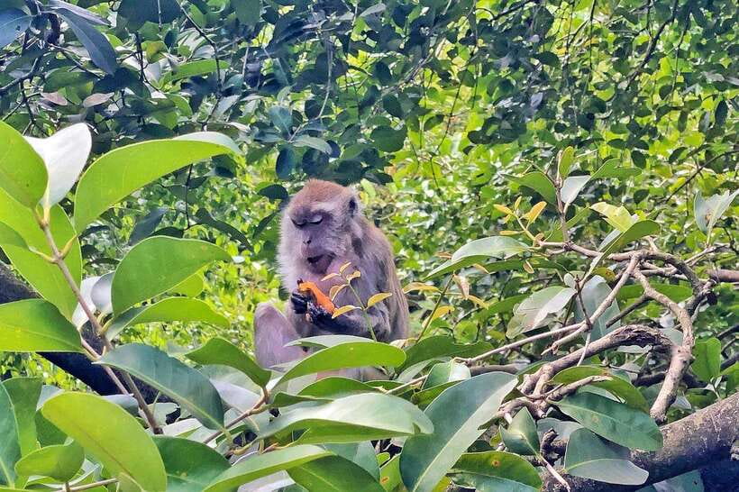 Kuala Lumpur: Bird Park Day Ticket & 1-Way Transfer - Who should book this experience?
