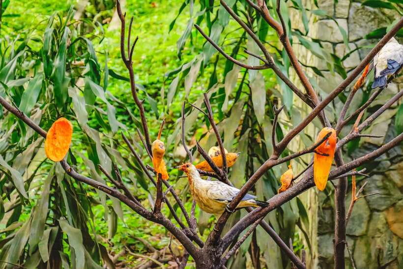 Kuala Lumpur: Bird Park Day Ticket & 1-Way Transfer - What you see in Zones 1, 2, and 3