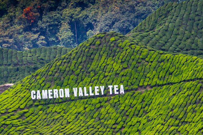 Kuala Lumpur: Cameron Highlands & Batu Caves Private Day Tour - Lunch and a walk through Tanah Rata